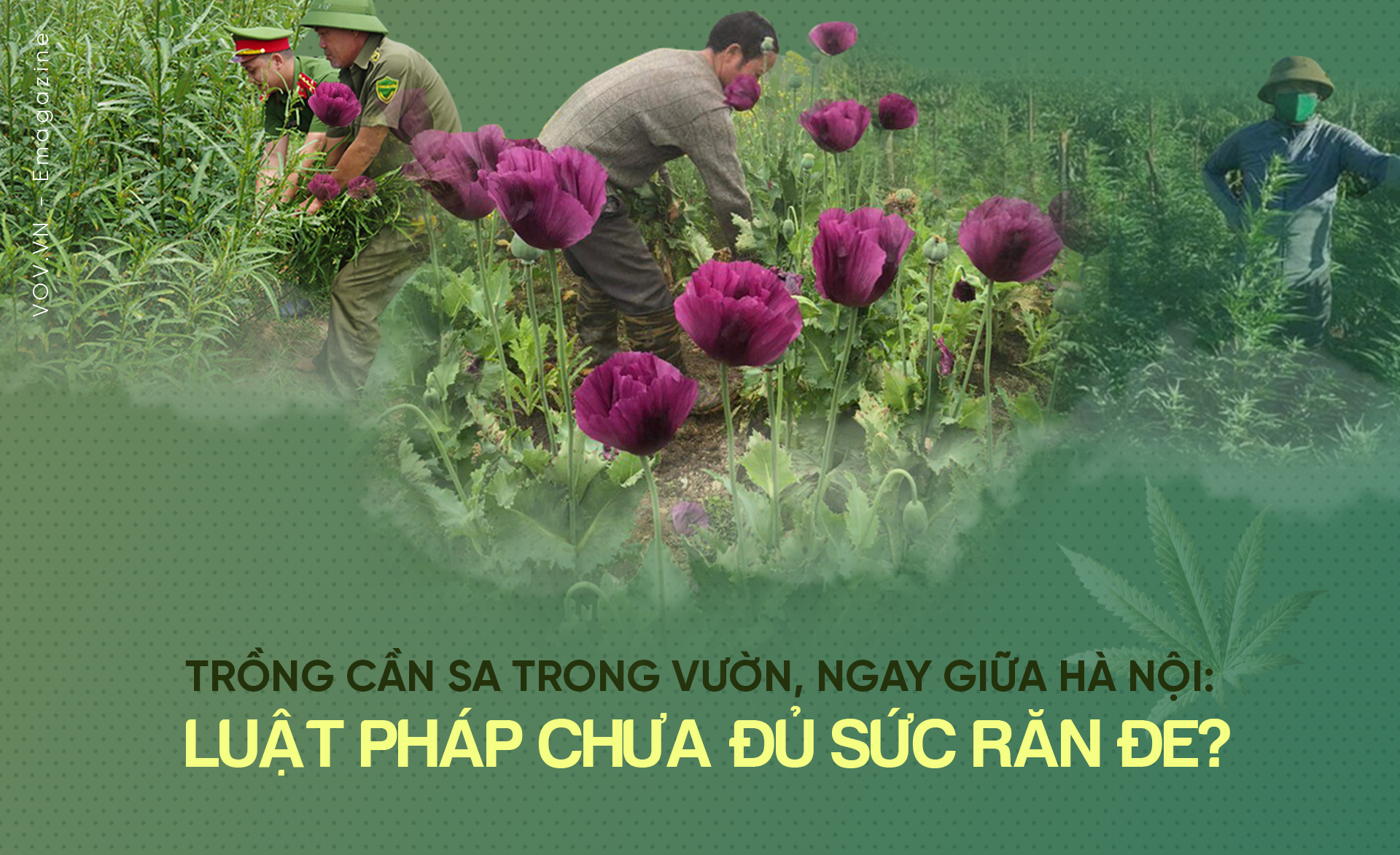 Trồng cần sa trong vườn ngay giữa Hà Nội: Luật pháp chưa đủ sức răn đe
